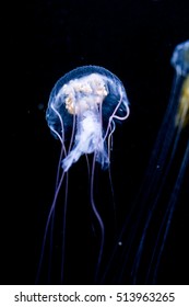 Jellyfishes (Pelagia Noctiluca)