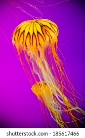 Jellyfish,Shedd Aquarium,Chicago