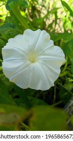 Jember, East Java, Indonesia, ‎October ‎30, ‎2020 : Tropical White Morning Glory Flower