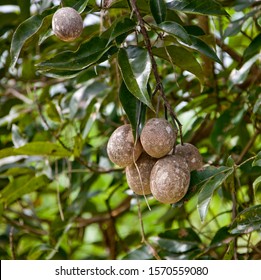 Jenipapo, Genipa Americana, Amazon River, Brazil