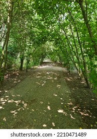 Jennys Wood, Boston Lincolnshire In The Spring