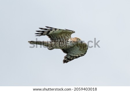 A Jerdon's Baza swooping for a prey