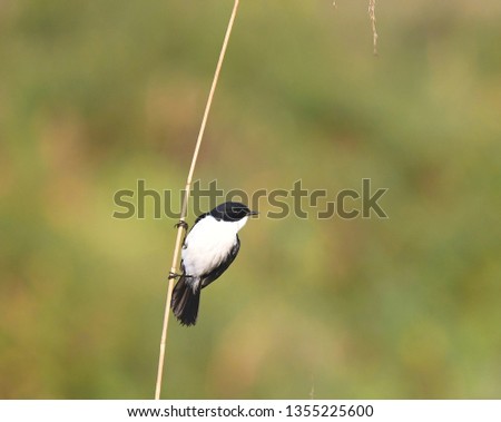 Jerdon's Bushchat, small bird, perched on dried thin grass stick at Inle lake, Southern Shan State, Myanmar. Wild animal in natural habitat of Asian tropical country. Beautiful nature green background