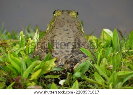 Jeremiah the bullfrog enjoying his summer