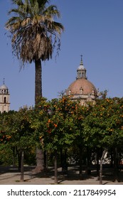 Jerez de la frontera Spain January 2022. Cathedral dome over orange grove. Clear sky