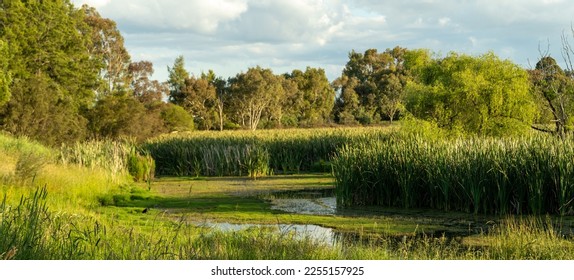 Jerrabombera Wetland Nature Reserve during 2022 Summer: Australian Native flora and fauna - Shutterstock ID 2255157925