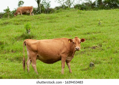 Jersey Breed Dairy Cattle On Pasture