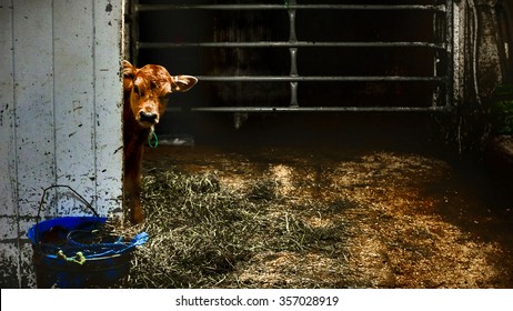 Jersey Calf In A Vermont Dairy Farm.