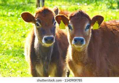 Jersey calves, young cows growing in the Bega valley of NSW Australia, the breed original from the UK is now all over the World producing quality milk and cheese.