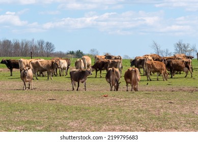 Jersey Cattle In Pasture On The Farm