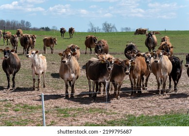 Jersey Cattle In Pasture On The Farm