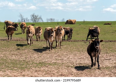 Jersey Cattle In Pasture On The Farm