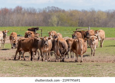 Jersey Cattle In Pasture On The Farm