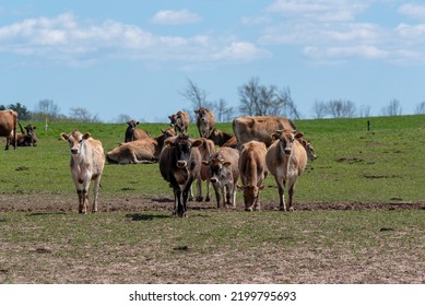 Jersey Cattle In Pasture On The Farm