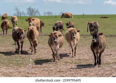 Jersey Cattle In Pasture On The Farm