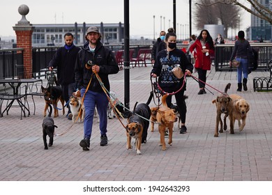 Jersey City, NJ, USA - March 24, 2021: Dog Walkers At Work On Jersey City Waterfront.