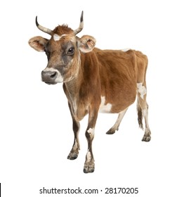 Jersey Cow (10 Years Old) In Front Of A White Background