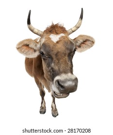 Jersey Cow (10 Years Old) In Front Of A White Background