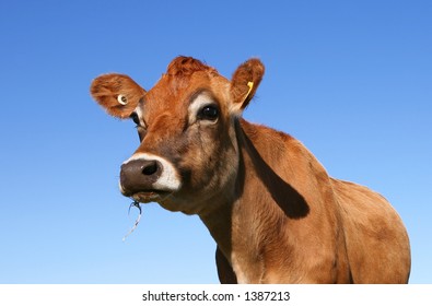 Jersey Cow