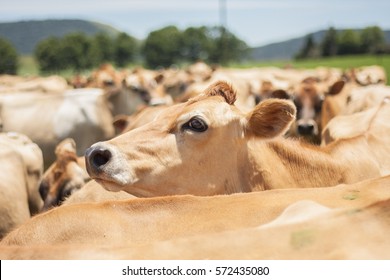 Jersey Cow Amongst Herd