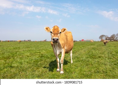 Jersey Cow, Black Nose And Calm Pretty Face, Cows In The Background, Standing In A Pasture Under A Pale Blue Sky And A Straight Horizon