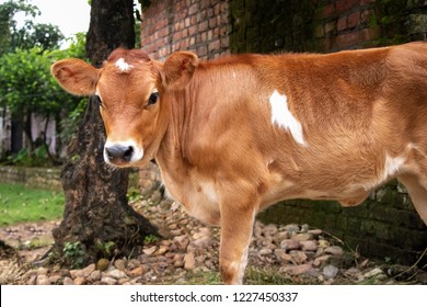 Jersey Cow Calf Looking And Standing On Stall In Vallage, Baby Cow