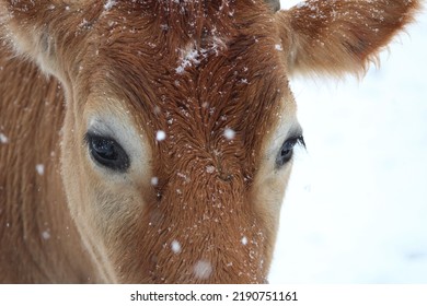 Jersey Cow Calf Snow Falling