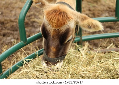 Jersey Cow Eating Hay From Bale Feeder