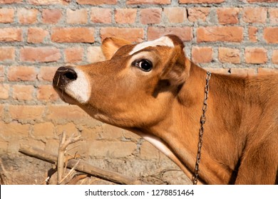 Jersey Cow Face Head Side View, Cow Looking Up, Brown Cow