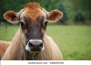 jersey cow images stock photos vectors shutterstock https www shutterstock com image photo jersey cow field 1406429234