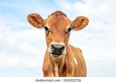 Jersey cow, headshot, black nose brown coat, looking innocent