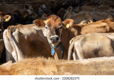 A Jersey Cow Looking At The Camera With A Bemused Expression On Its Face.