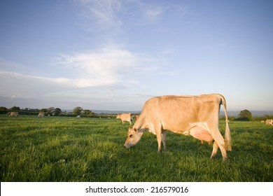 Jersey Cows Grazing In Rural Field