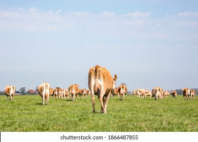 Jersey cows walking away, seen from behind, stroll towards the horizon, with a soft blue sky with some white clouds.