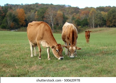 Jersey Milk Cow And Bull Grazing In Open, Green  Pasture  Field With Young Heifer Calf Looking On Behind And Red, Yellow & Orange Fall Colored Trees Beyond On A Farm In The Mountains Of Virginia 