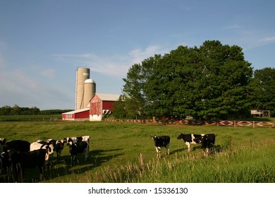 Jersey Milk Cows Dairy Production Farmers Stock Photo 15336130 ...