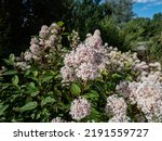 Jersey tea ceanothus, red root, mountain sweet or wild snowball (Ceanothus americanus) having thin branches flowering with white flowers in clumpy inflorescences in the garden in summer