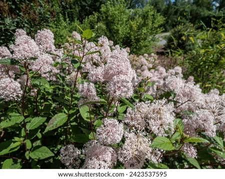 Jersey tea ceanothus, red root, mountain sweet or wild snowball (Ceanothus americanus) having thin branches flowering with white flowers in clumpy inflorescences in the garden in summer