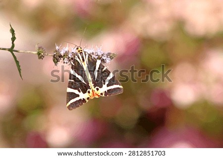The Jersey tiger is a moth remarkable for the patterns and color of its wings. The forewings are black with white stripes, while the hindwings are bright red with black spots.
