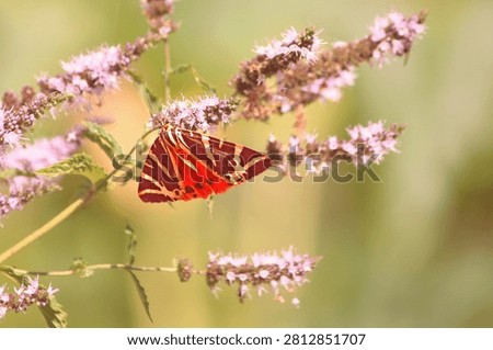 The Jersey tiger is a moth remarkable for the patterns and color of its wings. The forewings are black with white stripes, while the hindwings are bright red with black spots.