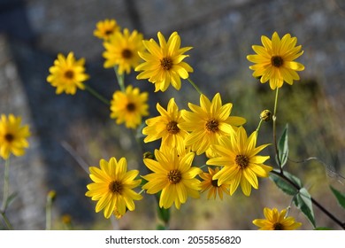 Jerusalem artichoke flowers in the Tuscan countryside, Italy.