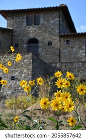 Jerusalem artichoke flowers in the Tuscan countryside with old farmhouse in the background, Italy.
