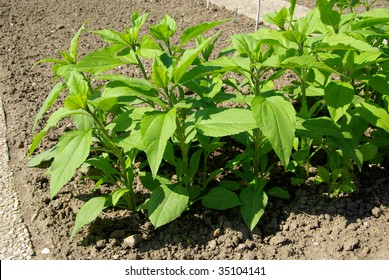 Jerusalem Artichoke Plant