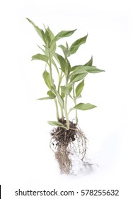 Jerusalem Artichoke Plant