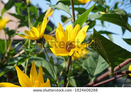 Jerusalem artichoke plant in bloom, yellow flower like a sunflower [[stock_photo]] © 