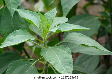 Young artichoke plant Images, Stock Photos & Vectors | Shutterstock