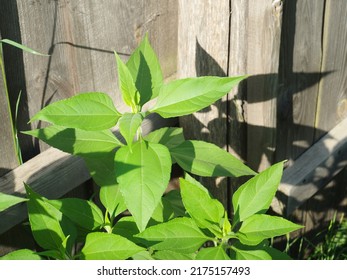 Jerusalem Artichoke Plant Growing In The Garden