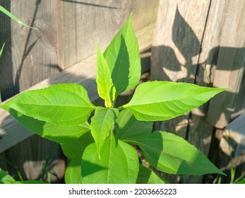 Jerusalem Artichoke Plant Growing In The Garden