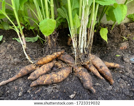 Jerusalem artichoke or topinambour - Harvesting sunchoke roots [[stock_photo]] © 