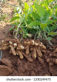 Jerusalem Artichoke Tuber Stock Photo 1330249475 | Shutterstock